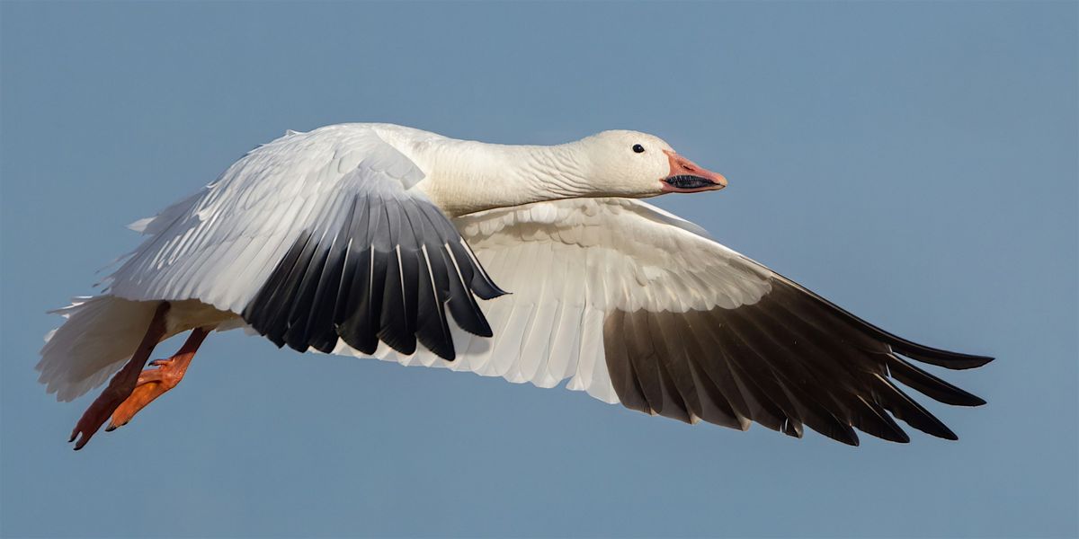 Fall Migration, Who is Coming and Who is Leaving (18+)