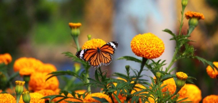 Celebrate Marigolds!