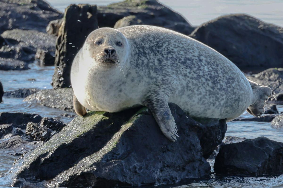 Volunteers Needed to Conduct A Seal Survey Around Sandy Hook Bay, NJ