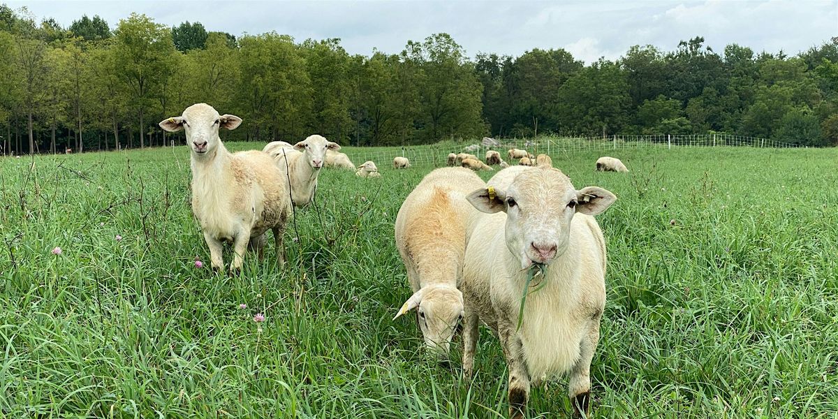 Fundamentals of Sheep Production