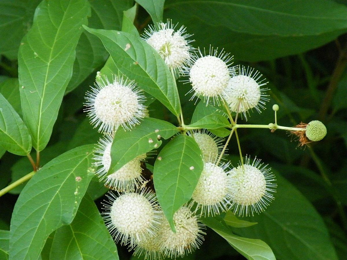 Let's Talk Native Trees & Shrubs!