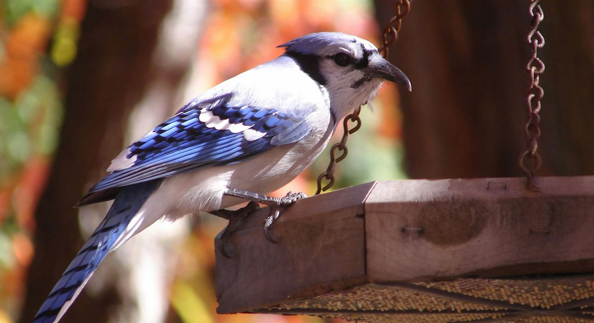 Bird Hike in South Side Park