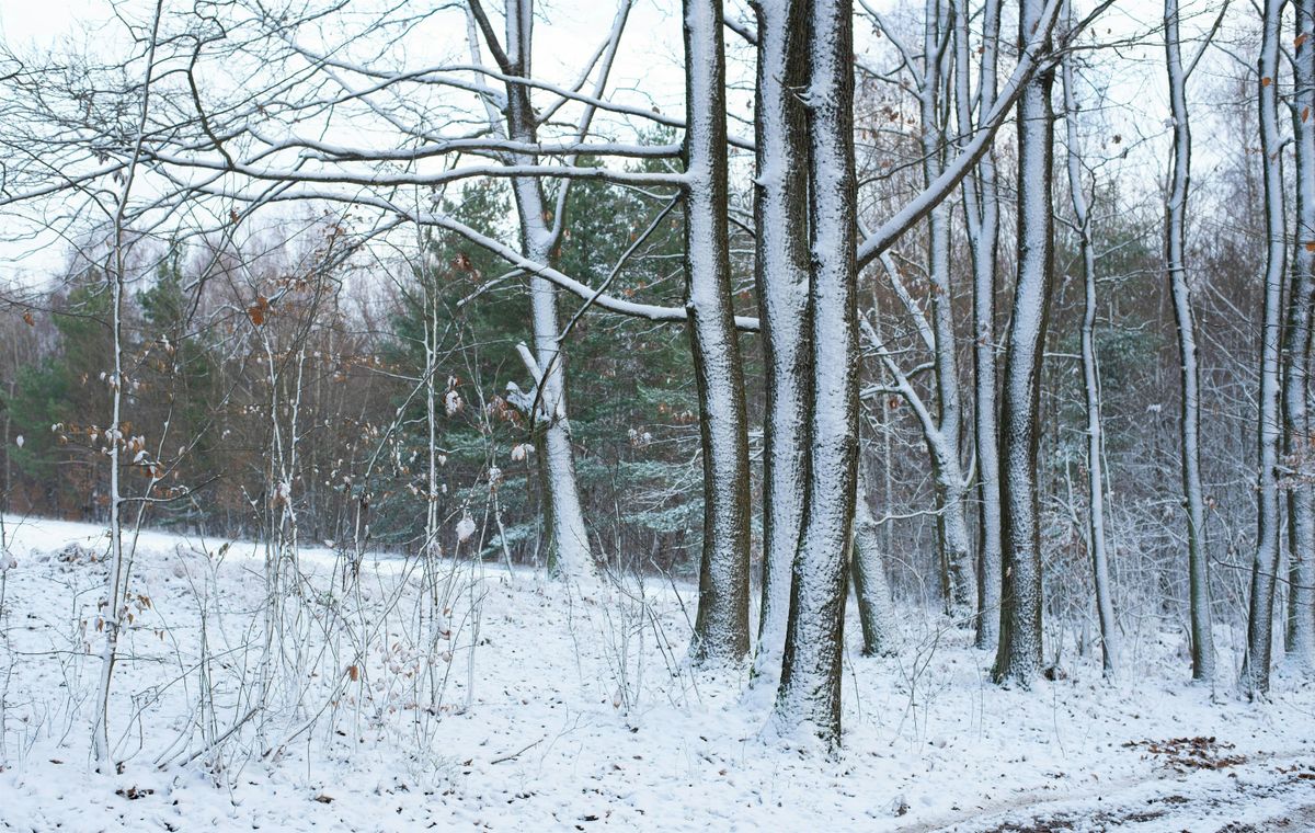 Winter Tree Identification Course