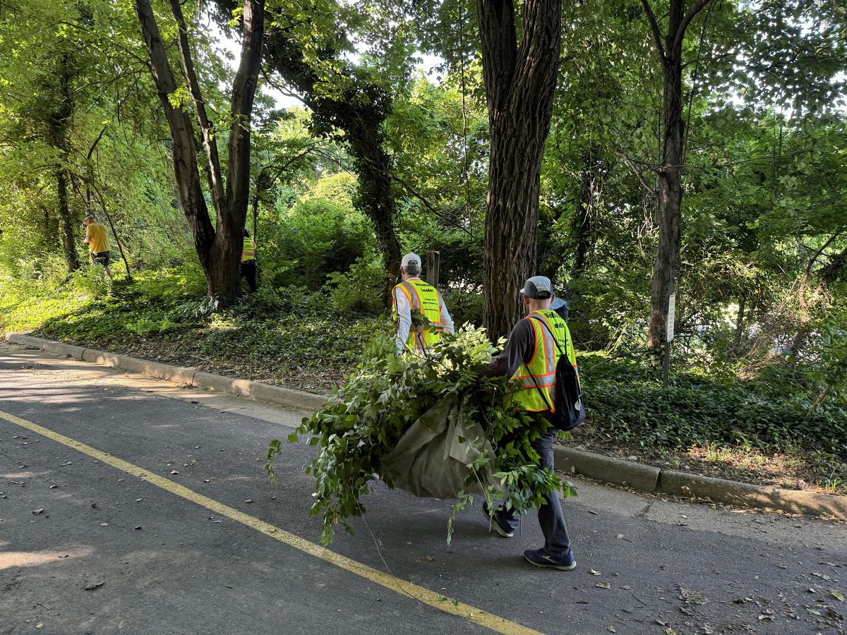 Vegetation Trimming and Sightline Improvement near Marina Towers