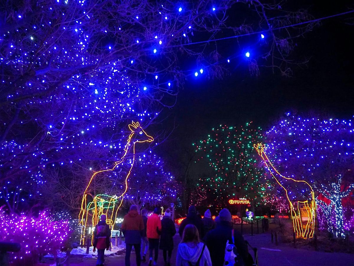 Winter Glow: A Sober Evening at Denver Zoo Lights