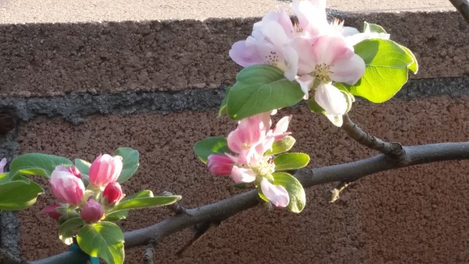 Care for the Orchard Day/Apple Pruning California Rare Fruit Growers CRFG Inland