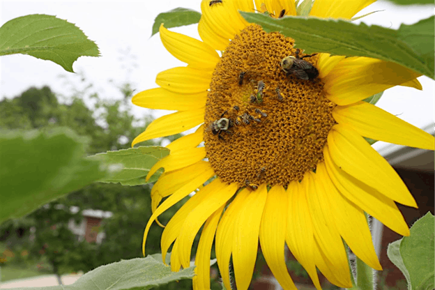 Gardening for North American Native Bees, 9.23.25