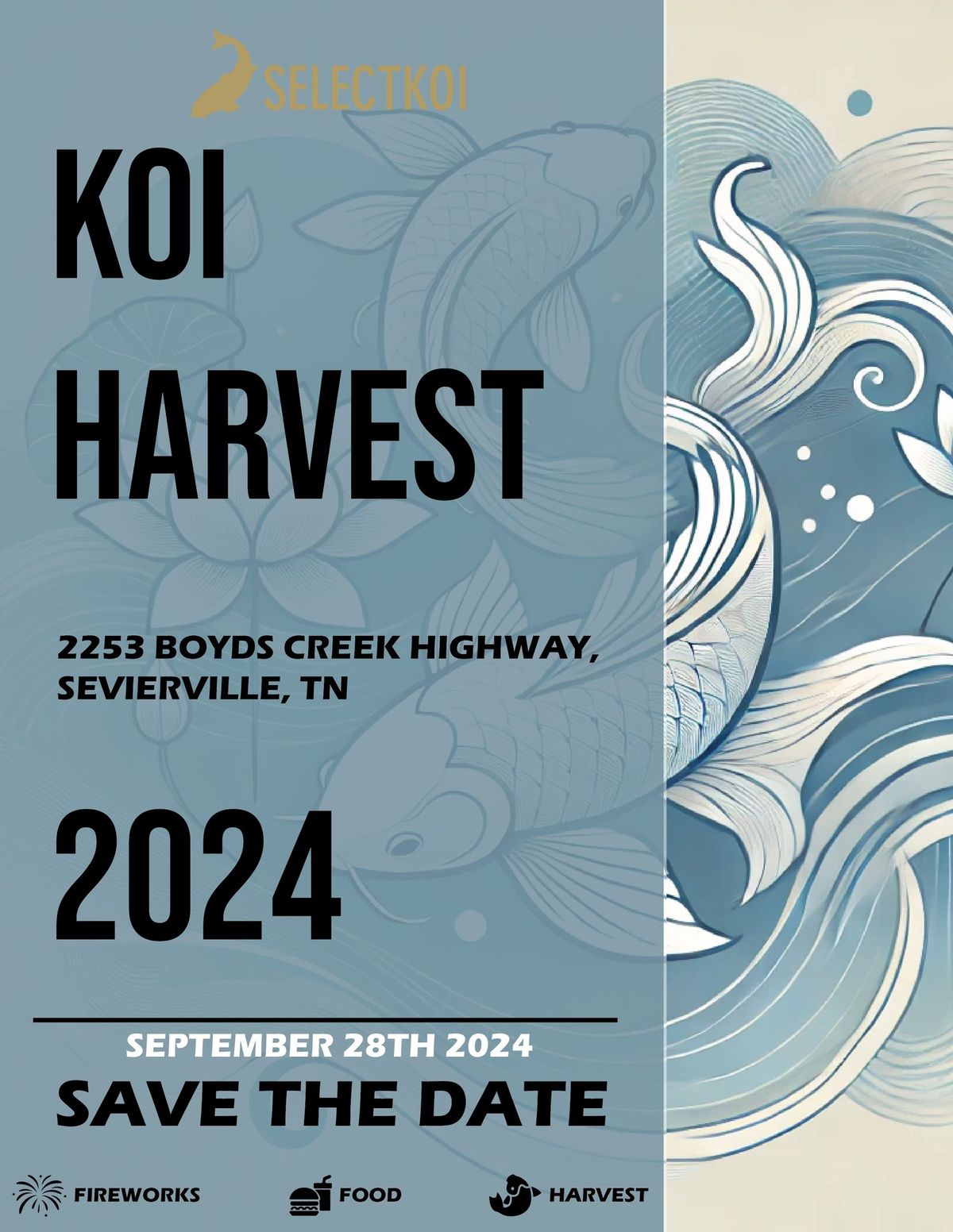 Koi Harvest 2024