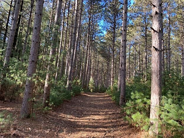 Moving the Needle on Red Pine