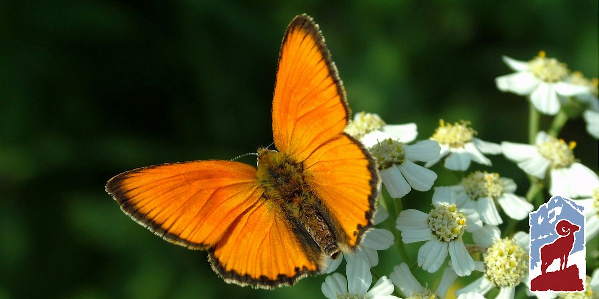 Introduction to Butterflies of Rocky Mountain National Park