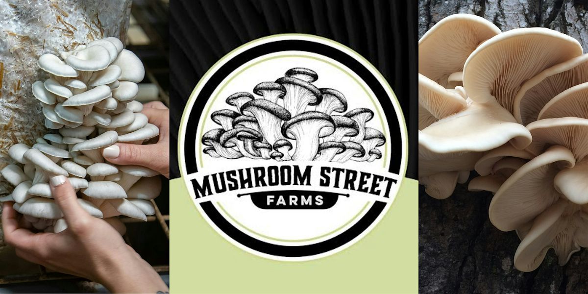 Workshop: Blue Oyster Mushrooms