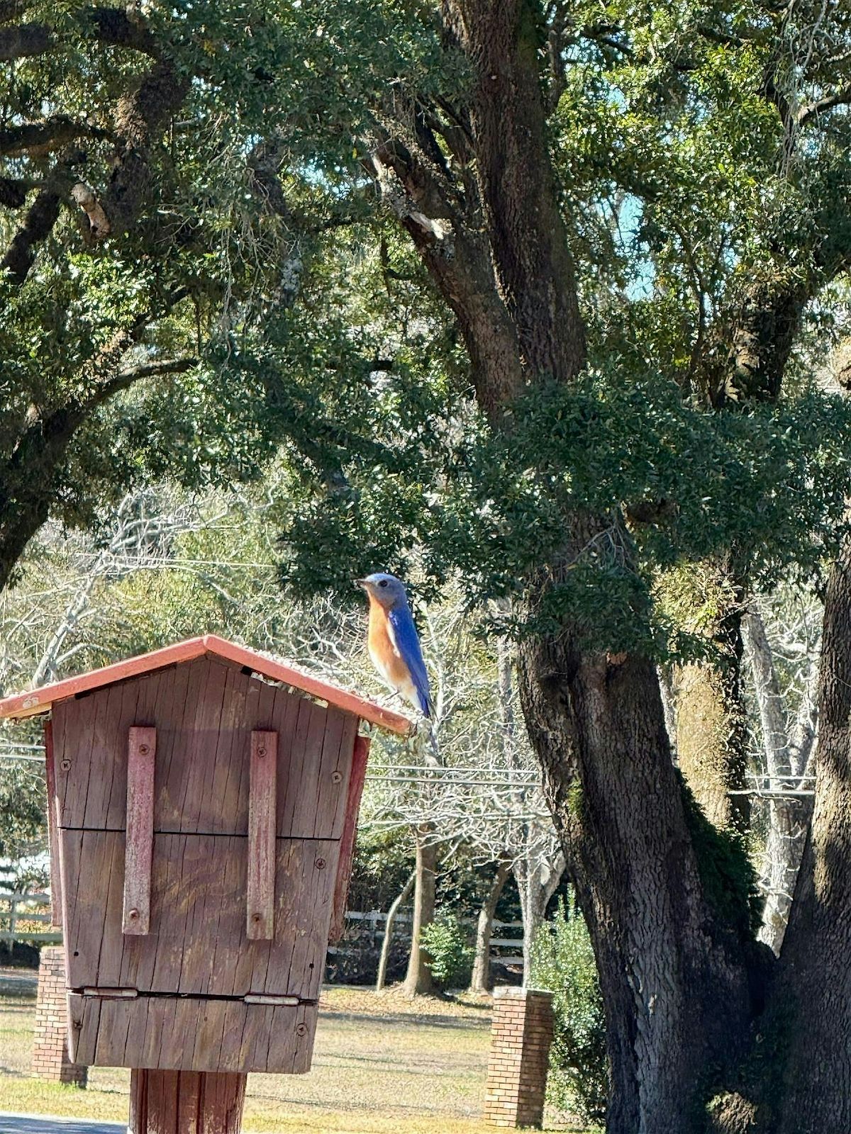 10\/6\/2025  Attracting Birds to your Backyard