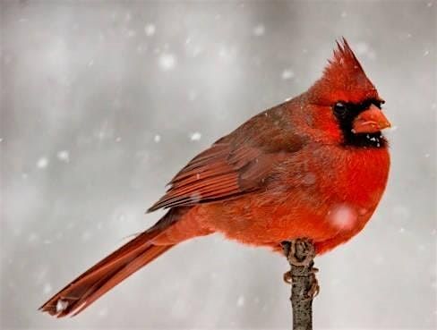 Winter Cardinal Watercolor Class