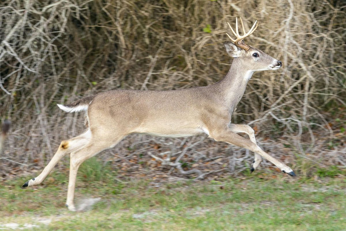 Ag Use Valuation & Wildlife Management