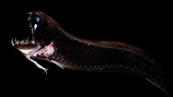 Glow in the Dark: A Bioluminescent Halloween