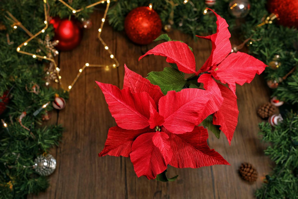 Festive Paper Flowers Workshop - Poinsettia