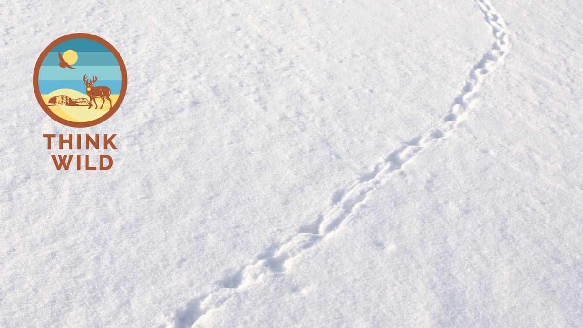 Wildlife Tracking Snowshoe Hike