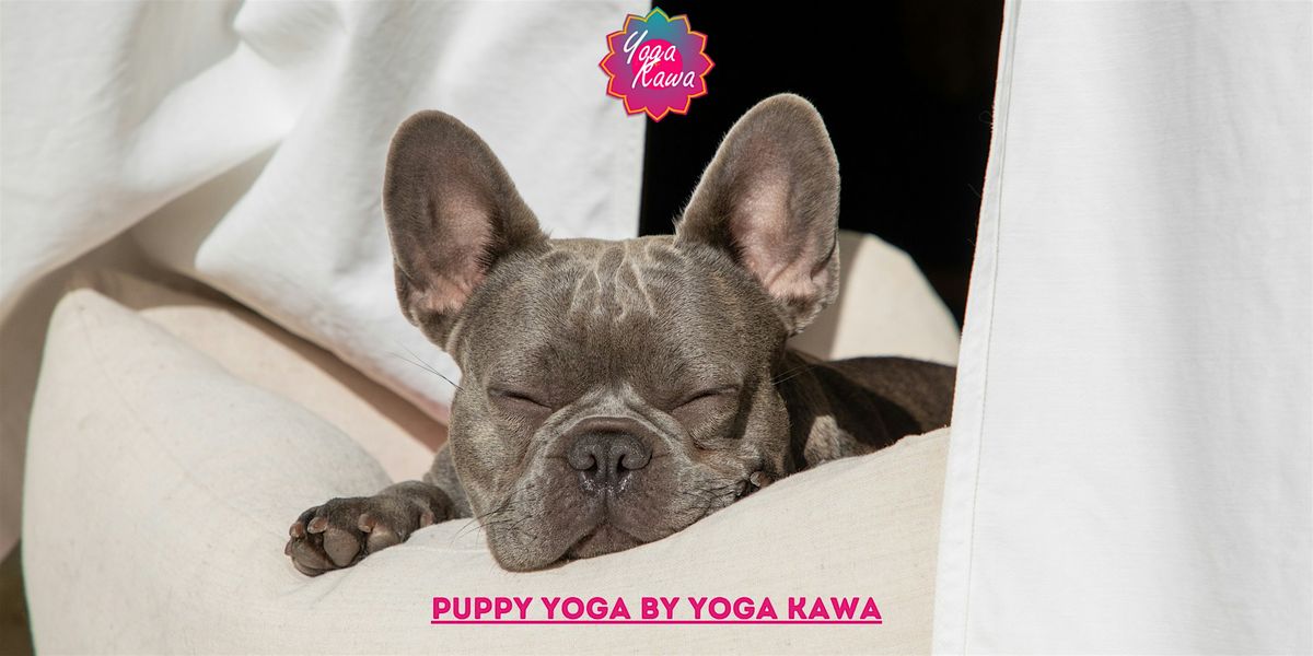 Puppy Yoga by Yoga Kawa Markham French Bulldog Puppies