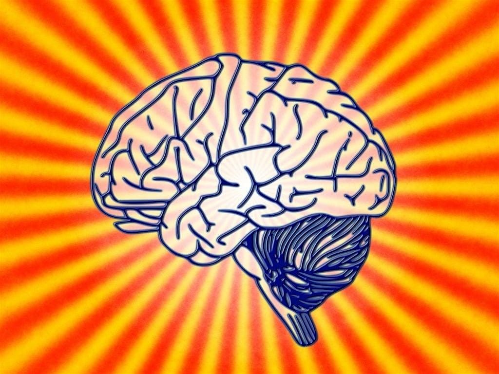 Your Emotional Brain