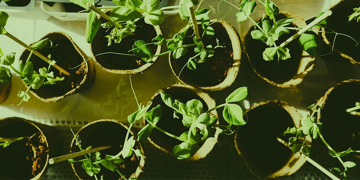 Learn how to grow herbs -Aprende a cultivar hierbas