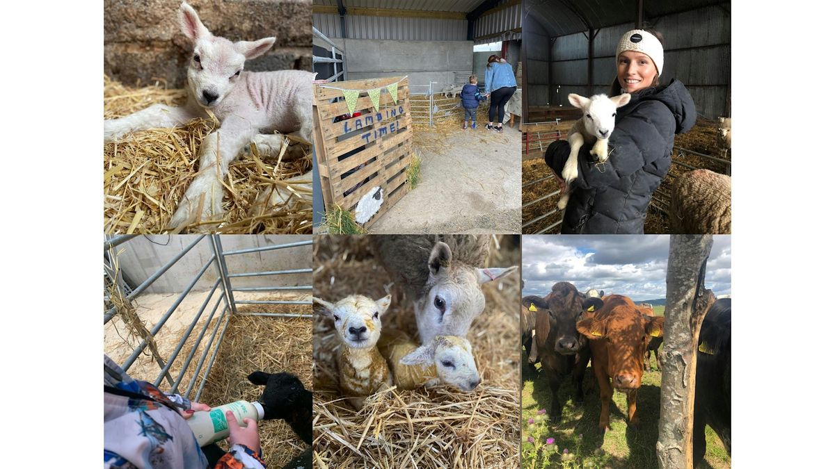 LAMBING EXPERIENCE PERTHSHIRE 2025