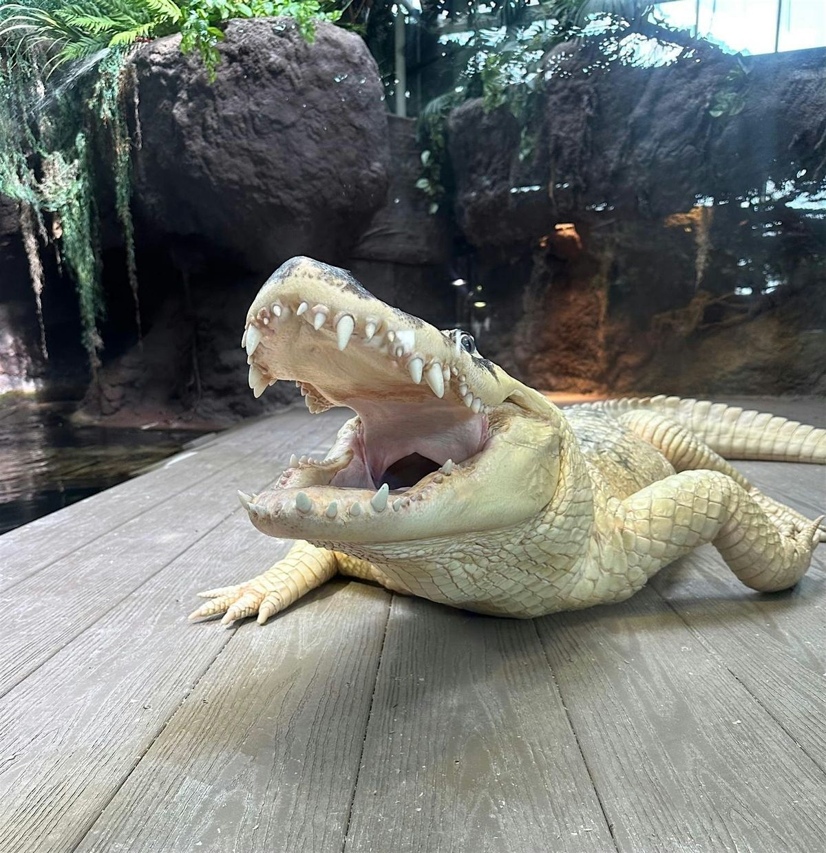 Early Access Tour:  December 30