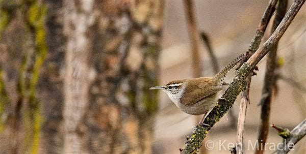 Wednesday Birders: Esther Simplot Park and Boise Greenbelt