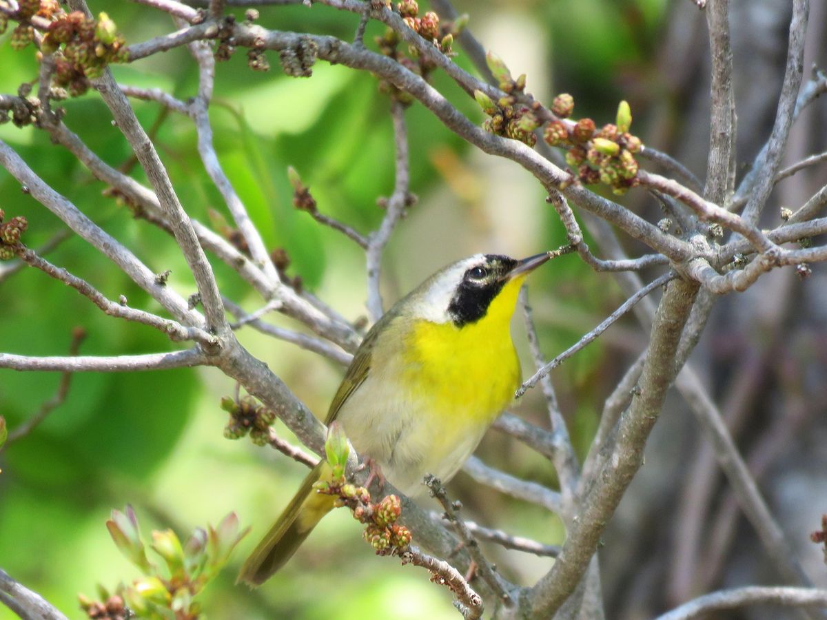 Biodiversity tour at Rumney Marsh