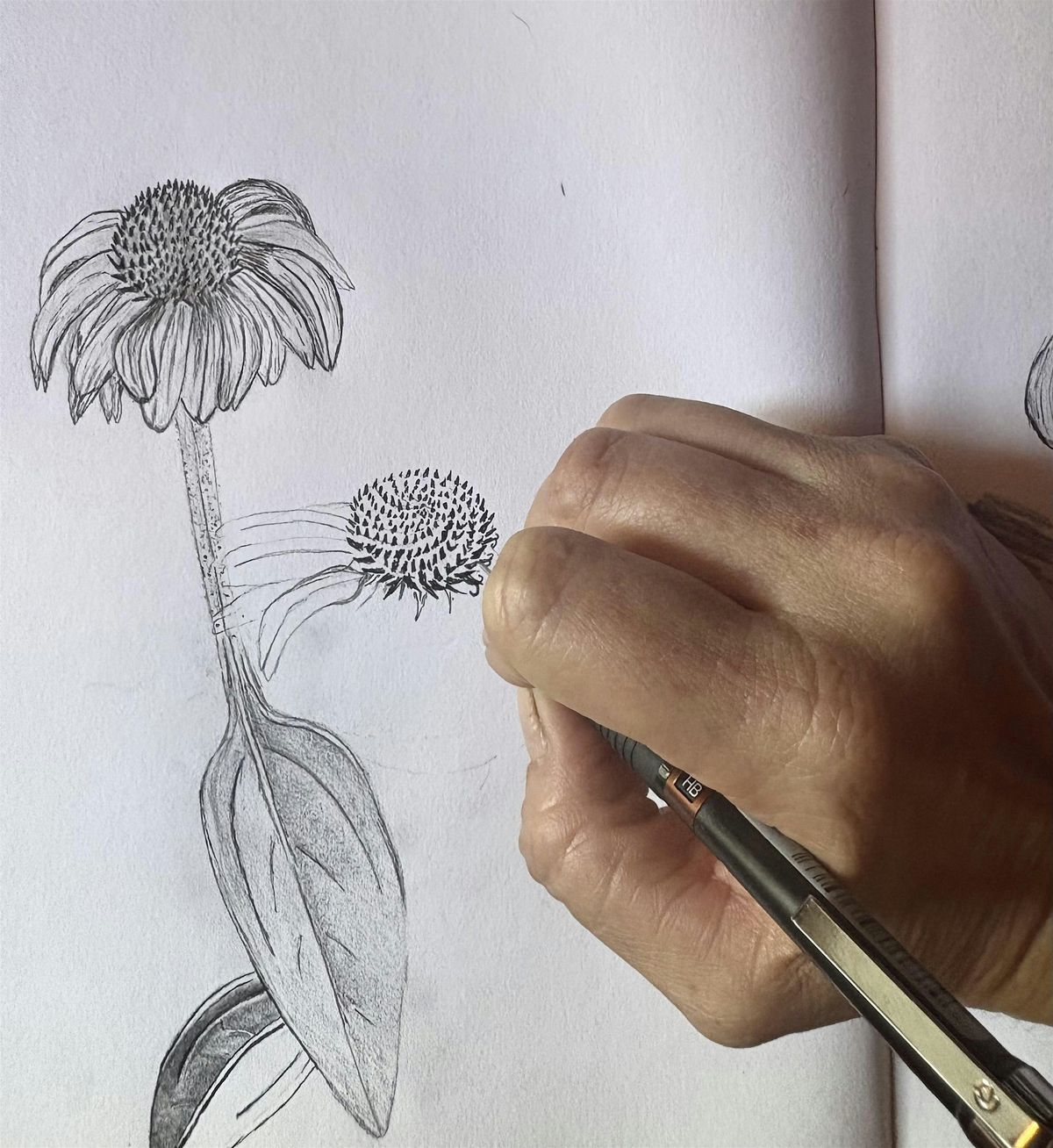 Drawn to Nature