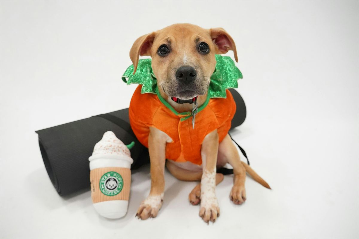 Pumpkin Spice Puppy Yoga