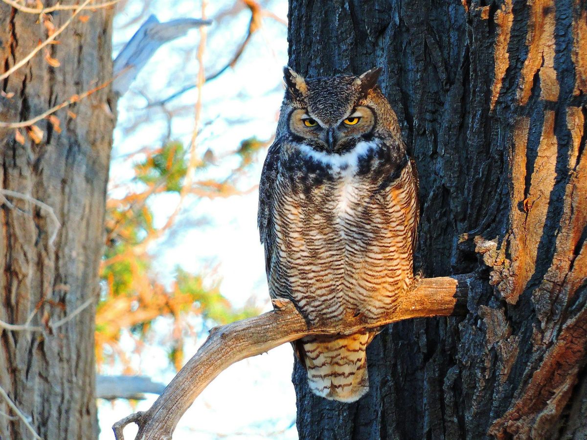 Great Horned Owl Encounter with Buffalo Bill Center of the West