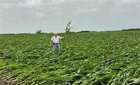 What the HAIL is happening to Nebraska's  Crop Insurance in 2025