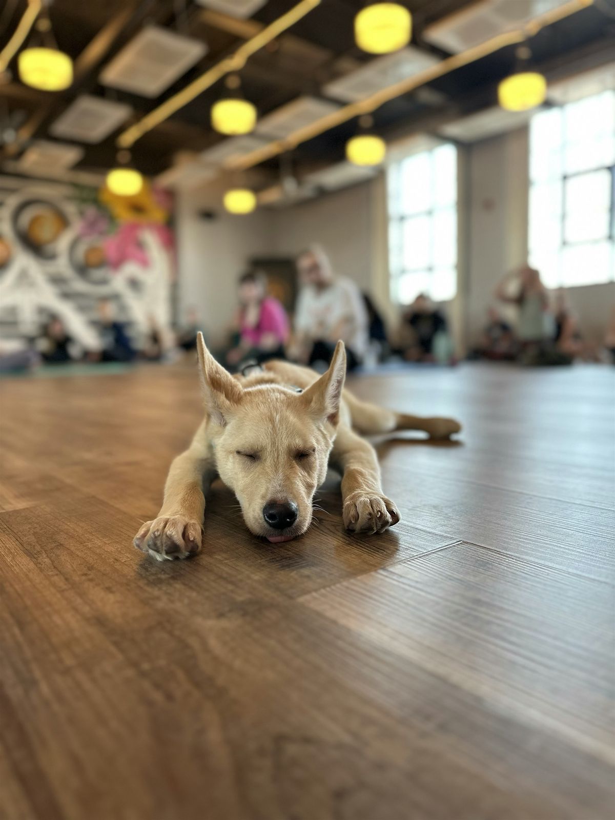 Rescue Puppy Yoga -  Rembrandt Yard