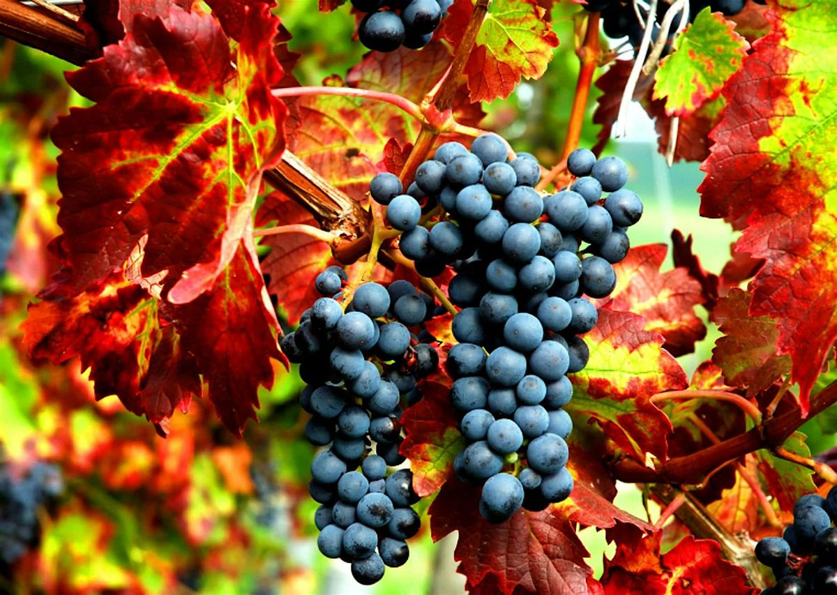 Wine Club Harvest Celebration