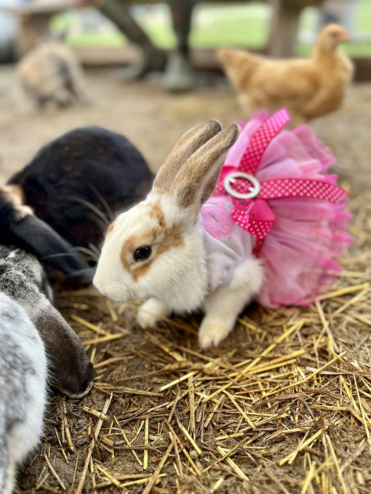 General admission\/petting zoo