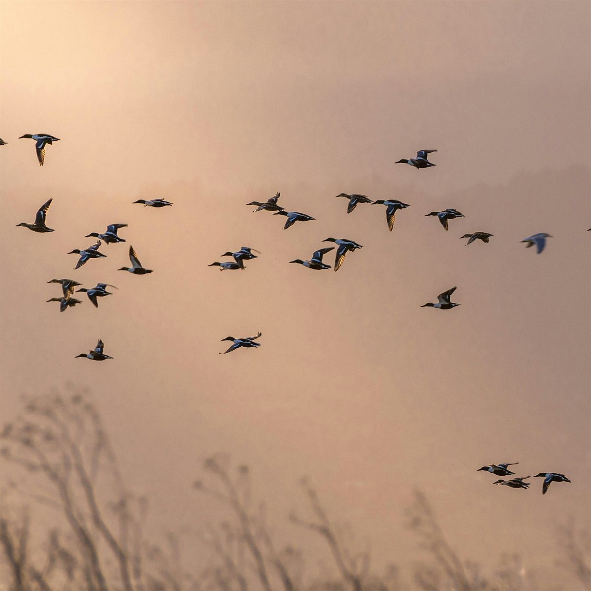 Amazing Animal Journeys