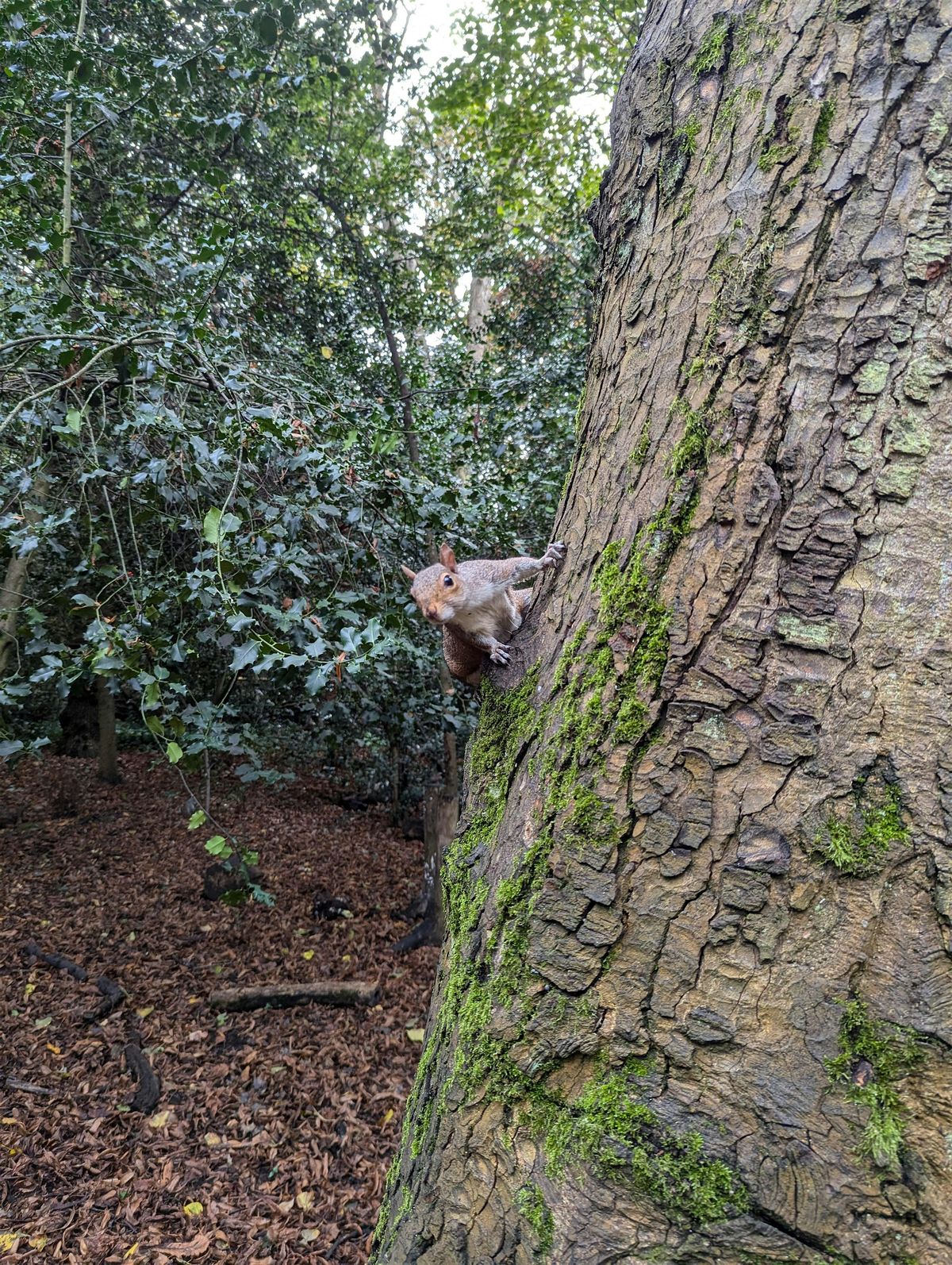 BrightenUp London community day with Holland Park Task Force for Nature