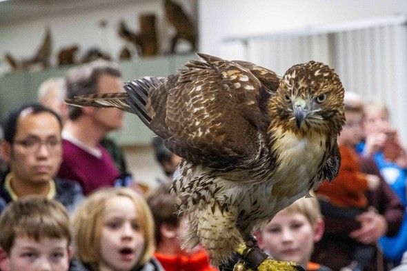 An Evening with Raptors