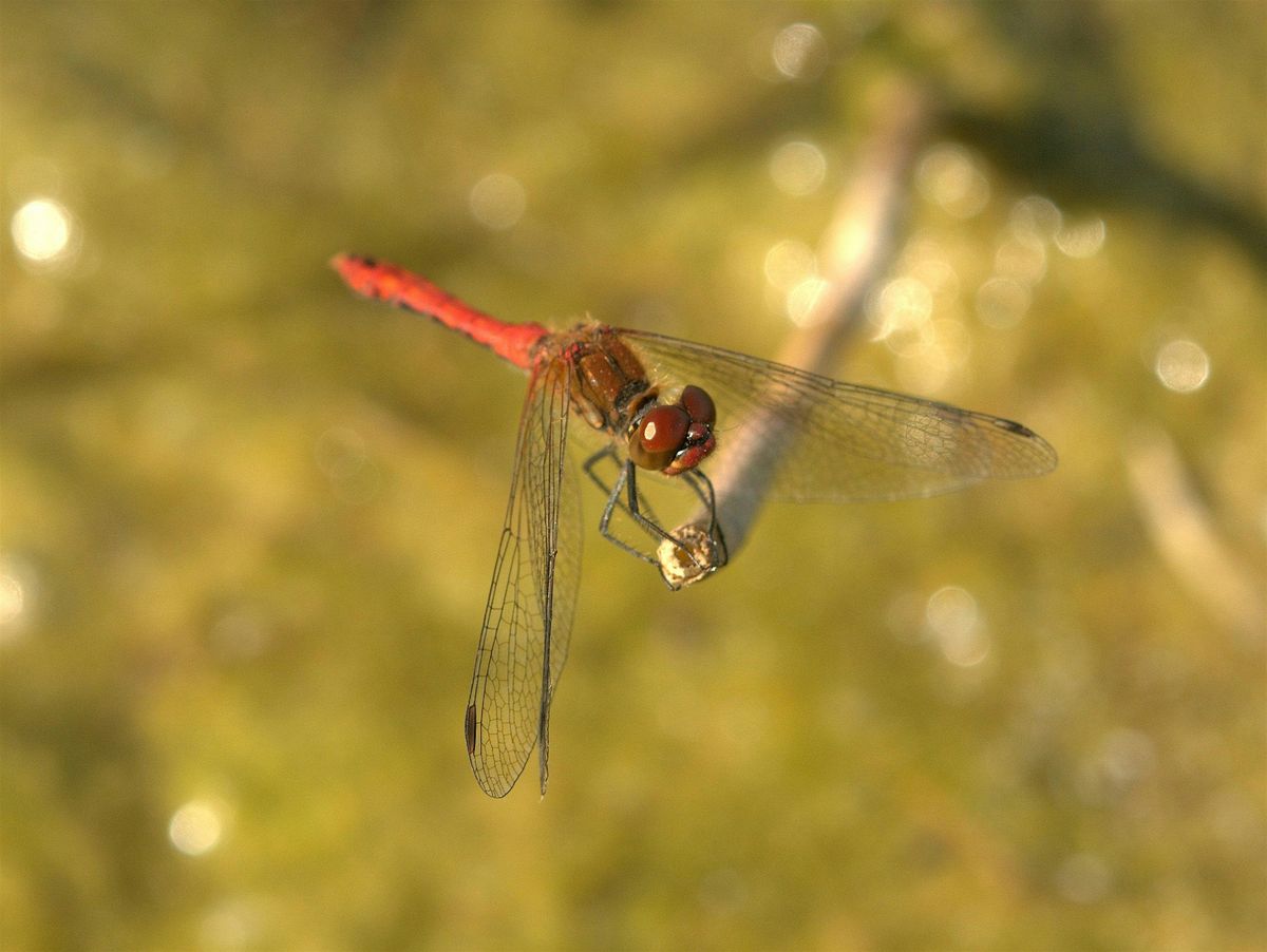 Introduction to Dragonflies with Steve Cham