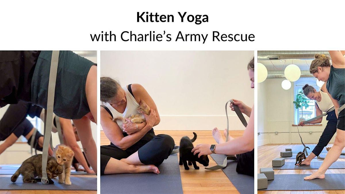 Kitten Yoga: Gentle Flow & Adoption Event