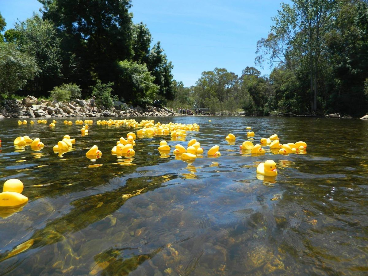 Rubber Duck Regatta 