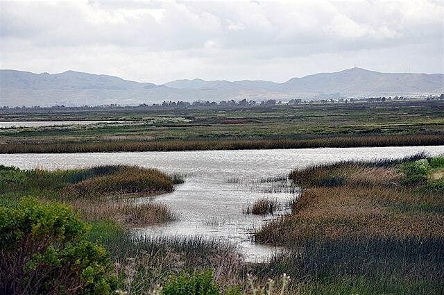 Salt Marshes