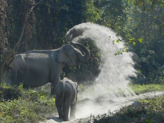 Discover Meghalaya with Kaziranga National Park