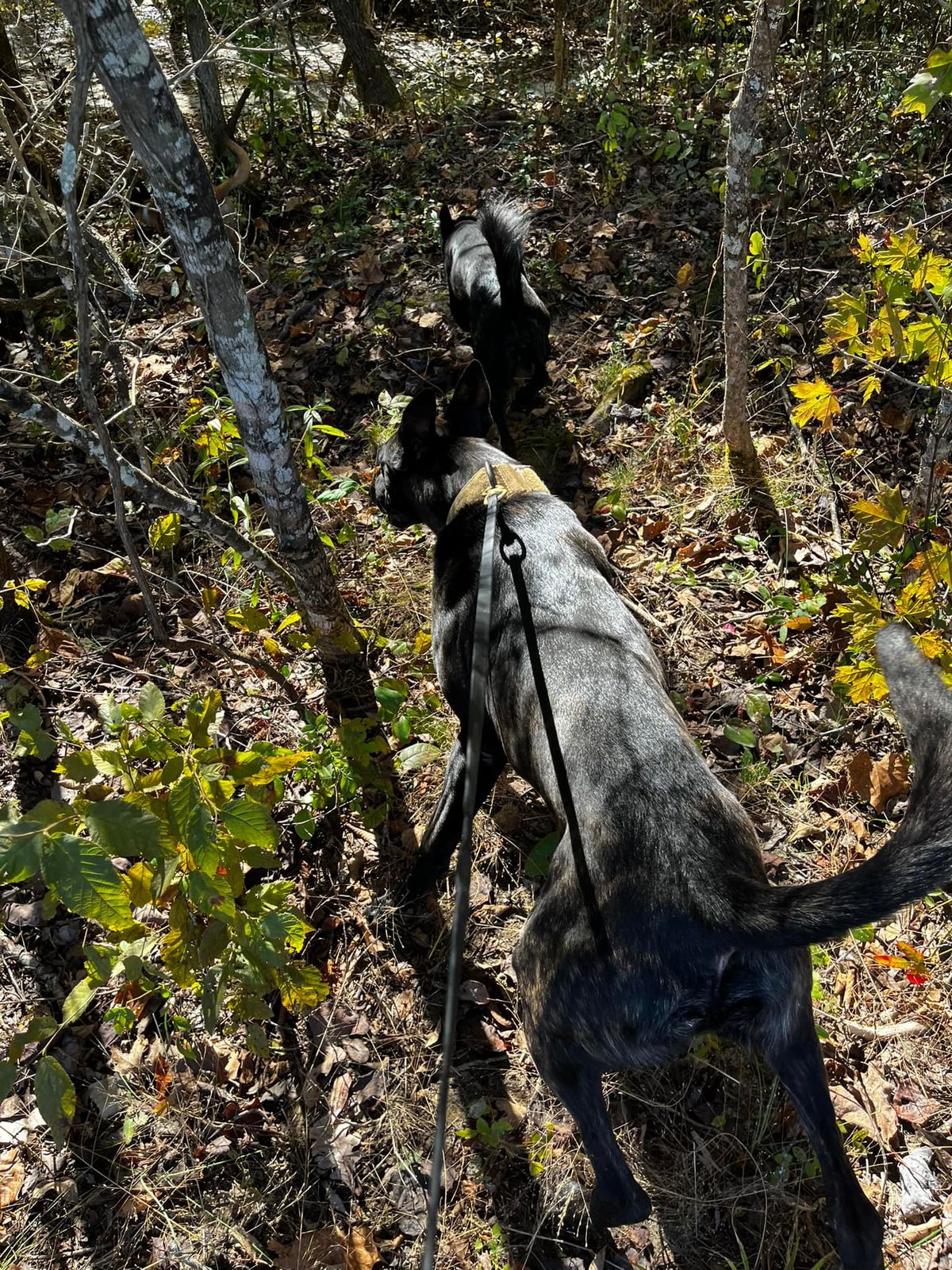 Deer Hunting Season with Dutch Shepherds