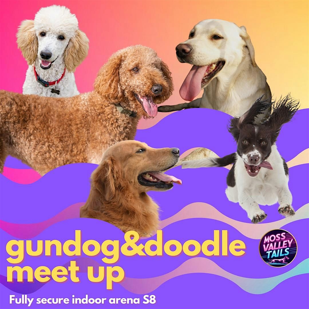 Gundogs: Spaniel, Retriever, Goldies and Doodle social in a secure arena S8