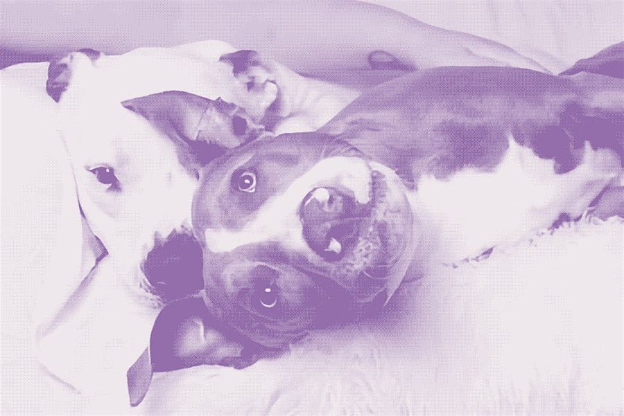 Staffy & Bully Breed Rescue Fundraising Quiz Night