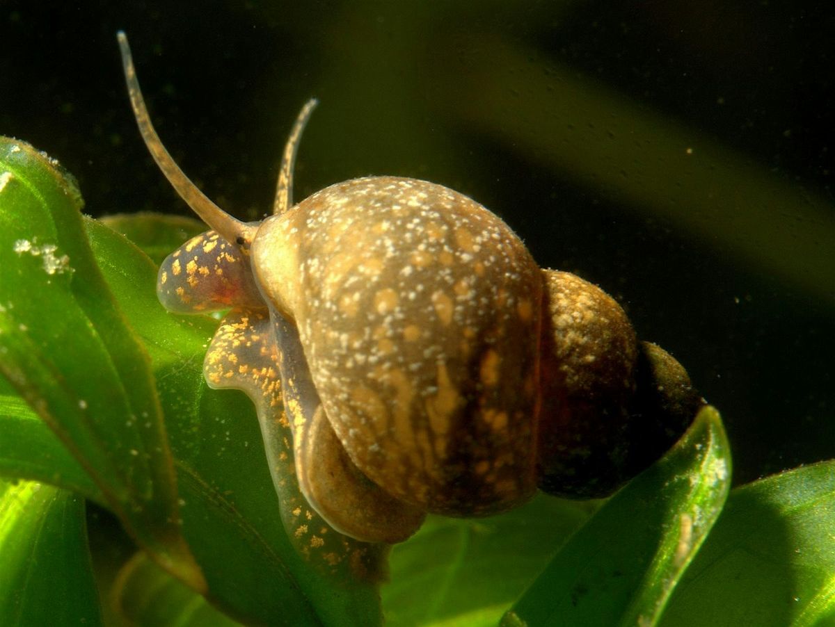 Pond Snails - their ecology and identification with Brian Eversham