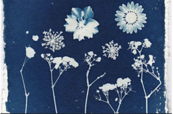 Skill Shift Presents: Cyanotype Printing