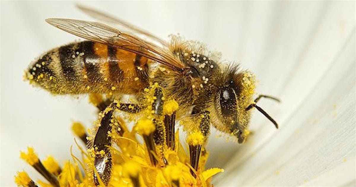 Celebrate National Honey Bee Day!