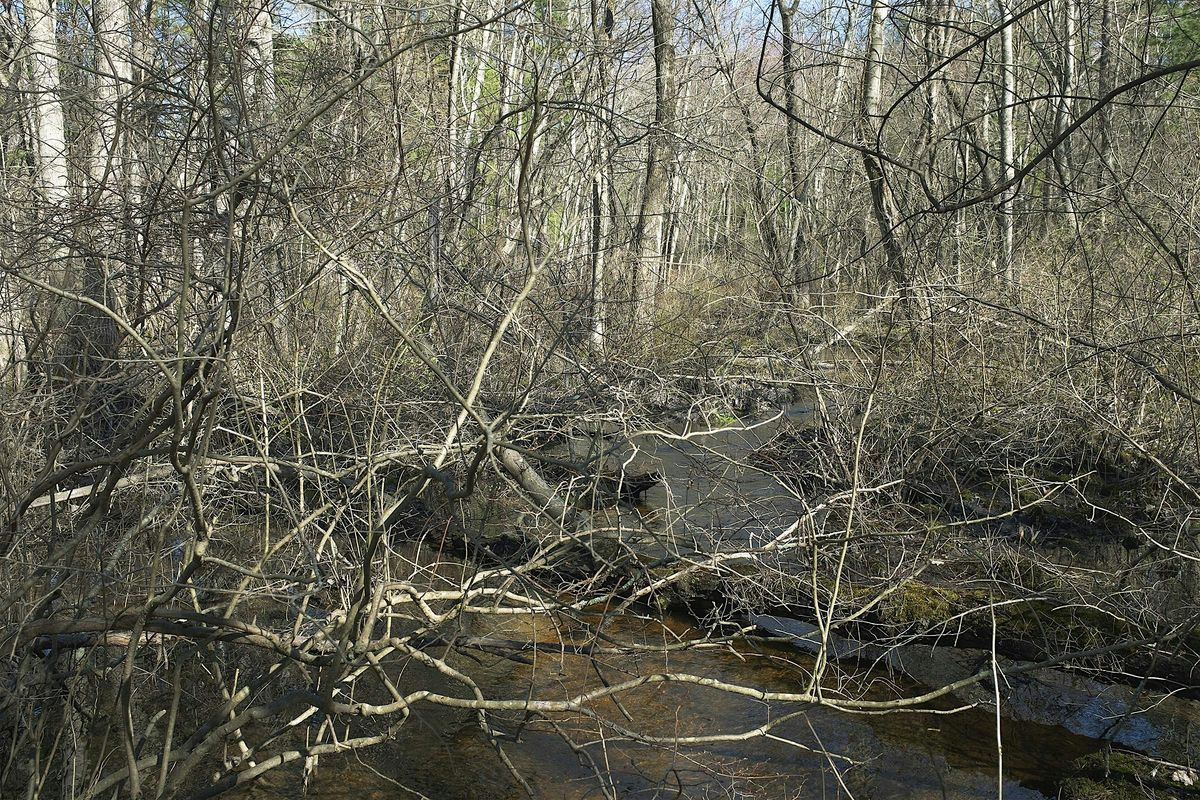 Paying Attention: Encounters with the More-than-Human World